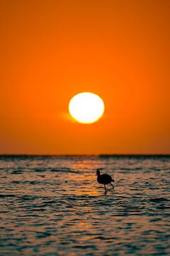 Flamingo's bij zonsondergang in Walvis Bay Namibië, Afrika van Patrick Groß