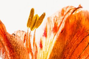 Alstroemeria in Eis 1