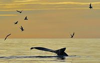 Arctic Terns en een duikende bultrug walvis tijdens een prachtige Midzomeravond in IJsland van Koen Hoekemeijer thumbnail