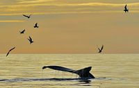 Arctic Terns and a diving humpback whale during a beautiful Midsummer evening in Iceland