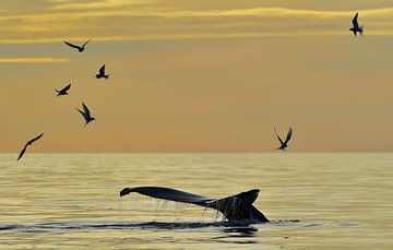 Sternes arctiques et baleine à bosse en plongée lors d'une belle soirée de la Saint-Jean en Islande. sur Koen Hoekemeijer