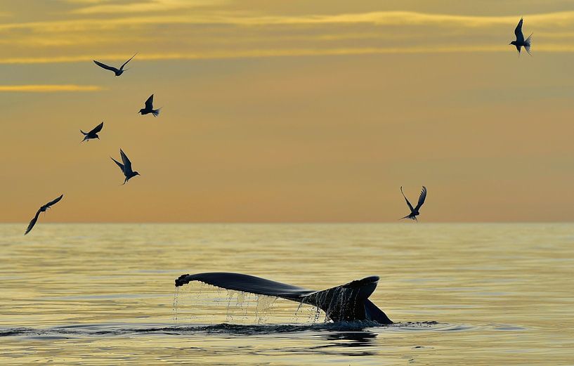 Sternes arctiques et baleine à bosse en plongée lors d'une belle soirée de la Saint-Jean en Islande. par Koen Hoekemeijer
