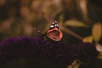 Butterfly on the butterfly bush