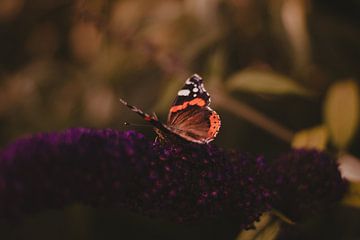 Vlinder op de vlinderstruik van Davadero Foto