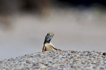 Eidechse von Gerard Smit