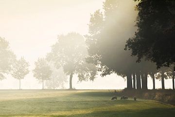Hollands landschap met mist