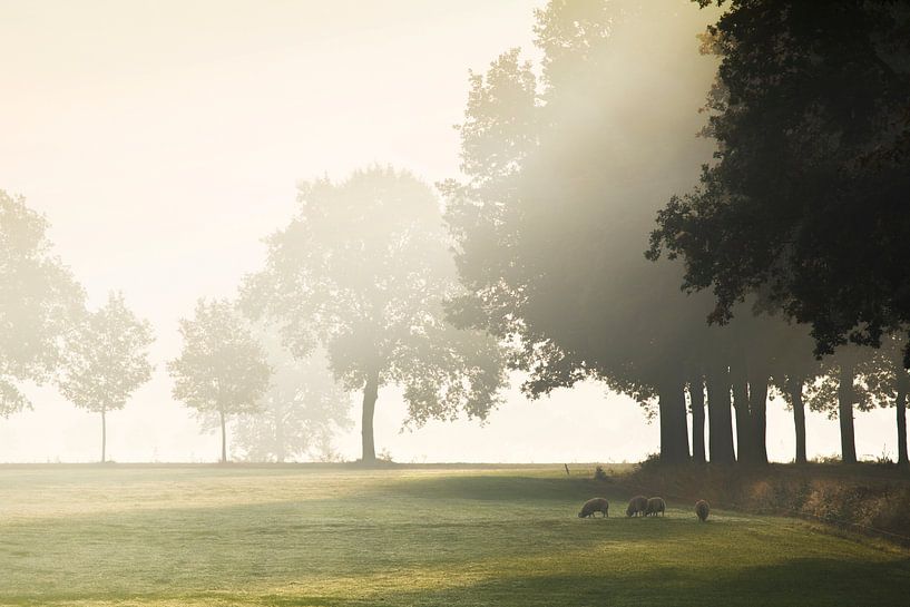 Hollands landschap met mist von Teuni's Dreams of Reality