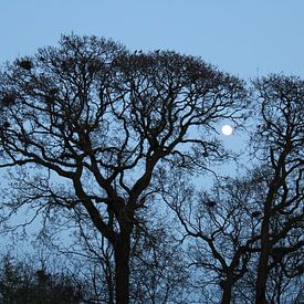 Avondschemer oude kerkhof Lemmer von Jan Sloothaak