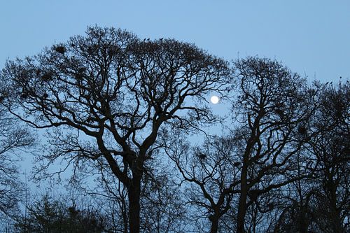Avondschemer oude kerkhof Lemmer
