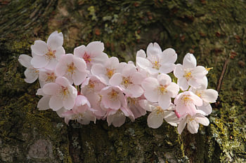 Japanse Kersenbloesem