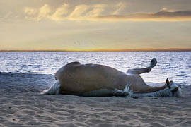 A Haflinger rolls around on the beach – a horse in the sand at sunset by Laura Georgi Tier- und Ladschaftsfotografie