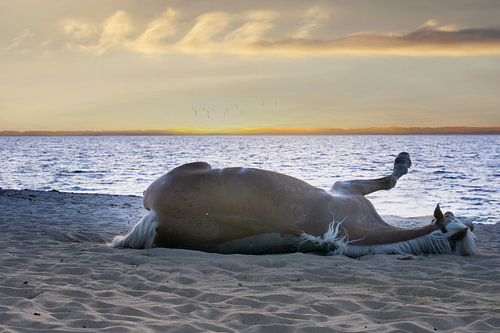 A Haflinger rolls around on the beach – a horse in the sand at sunset