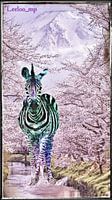 colour splash zebra in china
