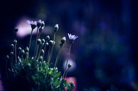 Tiny wonder land by JDolky thumbnail