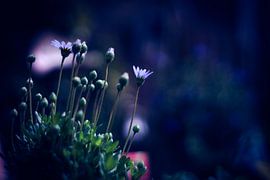 Tiny wonder land by JDolky