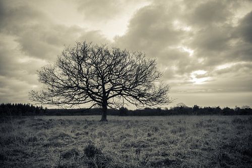 Solitair von Jeroen Maas