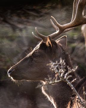 Cerf dans la nature en gros plan sur Bas Marijnissen