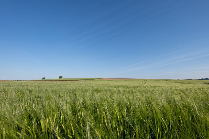 Landschaft mit einem grünen Getreidefeld von Ulrike Leone