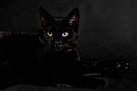 Zwarte kat op zwarte achtergrond van Barbara Koppe thumbnail