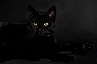 Zwarte kat op zwarte achtergrond