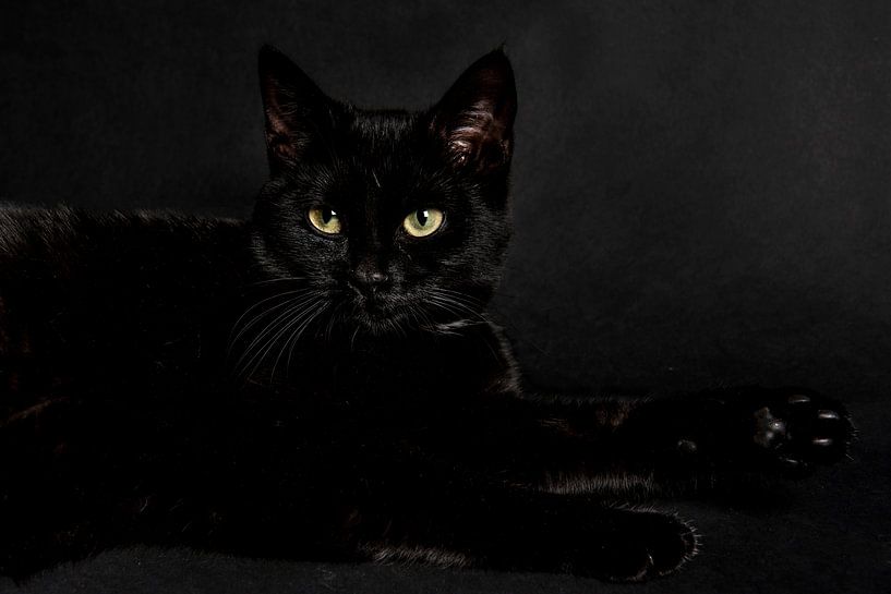 Zwarte kat op zwarte achtergrond van Barbara Koppe