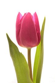 Rode Tulp by Saskia Bon