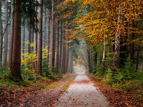 Multicolored morning