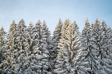 Wintermagie in de bomen van Leo Schindzielorz