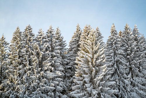 Wintermagie in de bomen