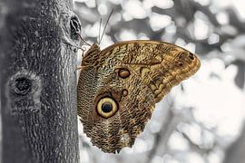 butterfly by richard admiraal