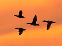 Vliegende eenden (smienten) bij zonsondergang