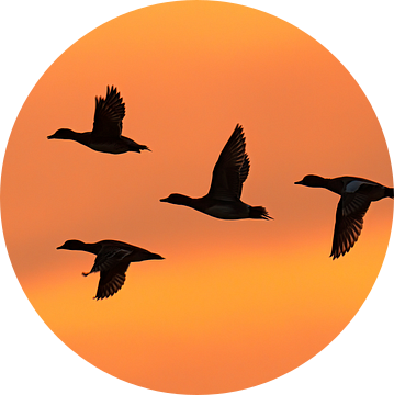 Vliegende eenden (smienten) bij zonsondergang van Laurens de Waard