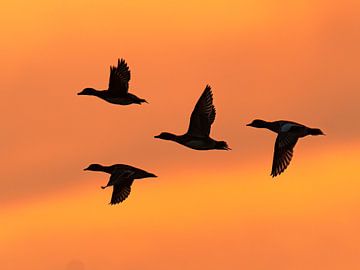 Vliegende eenden (smienten) bij zonsondergang van Laurens de Waard
