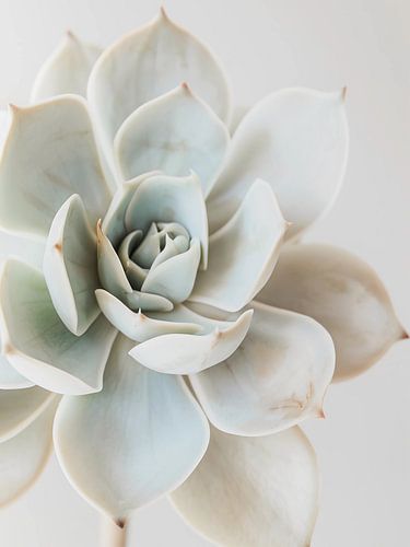 succulente blanche