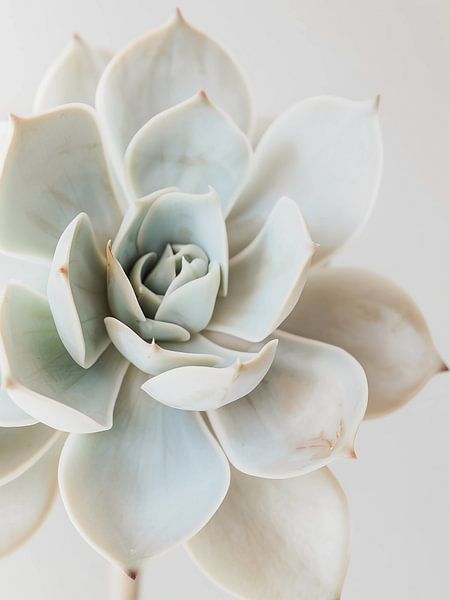 white succulent by haroulita