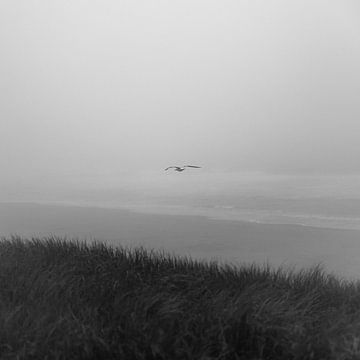 Zeemeeuw boven de Noordzee, Noordwijk van Yanuschka Fotografie | Noordwijk