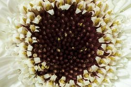 Weiße Sonnenblume von Michar Peppenster