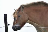 Twee paarden / Two Horses van Henk de Boer thumbnail