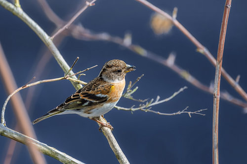 Close-up van een bergvink