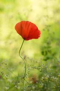 Blijmakertje (Die Schönheit einer Mohnblume)