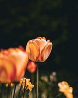 Tulpe