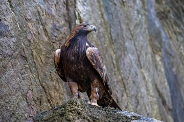 Golden eagle by Teresa Bauer