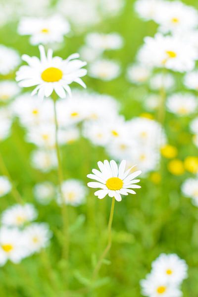 Margrieten veldbloemen (Leucanthemum vulgare) in een weide van Sjoerd van der Wal Fotografie