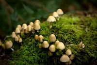 Pilze