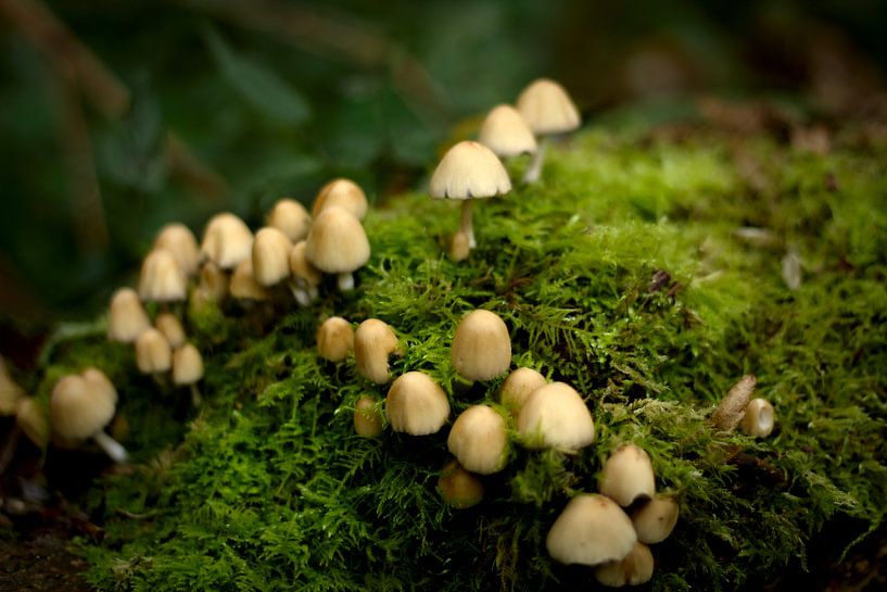 Pilze von Marloes Hoekema