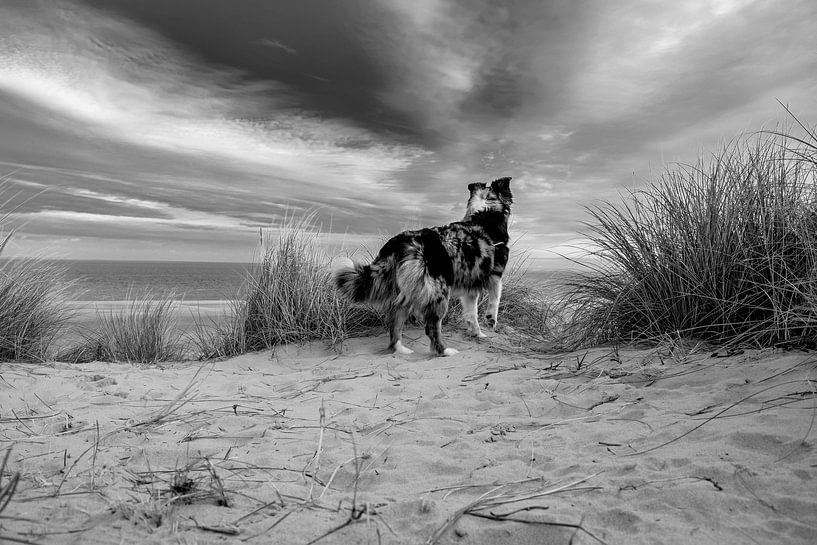 Blick aufs Meer von Dick Hooijschuur