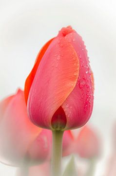 Tulipe avec gouttes de pluie