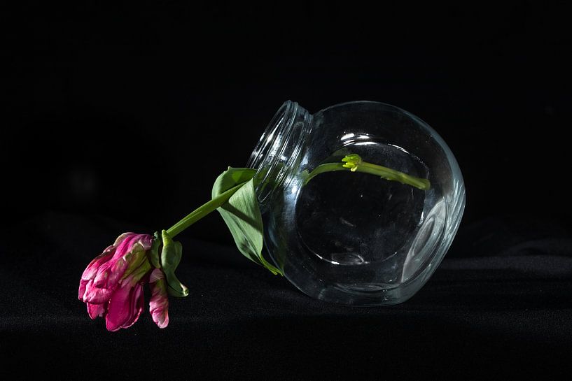 Tulpen von Govert Govers