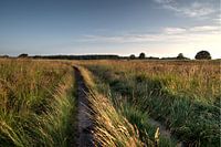 op de stille heide