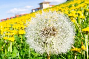 Pusteblume mit bokeh aud einer Wiese.